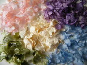 hydrangea confetti colours